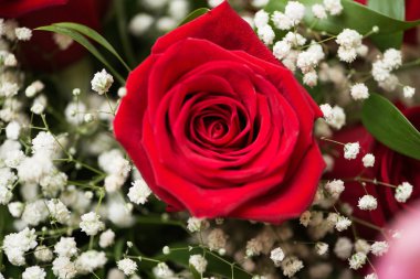 Kutlama konseptinde güzel güller