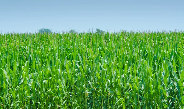 Campo de maíz en día de verano brillante — Foto de Stock