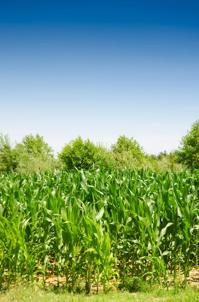 Campo di mais nella luminosa giornata estiva — Foto Stock