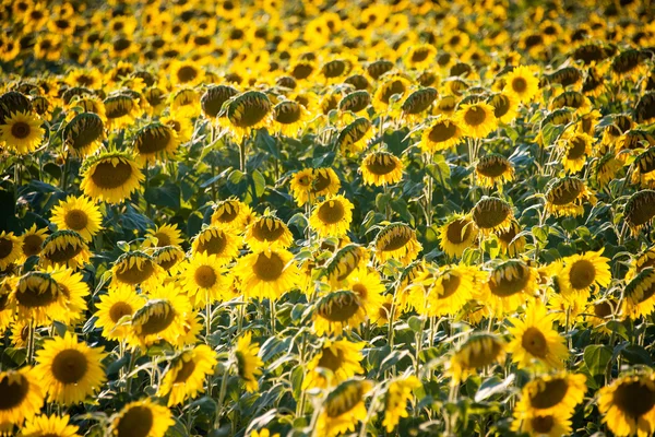 Sonnenblumenfeld bei strahlendem Sommertag — Stockfoto