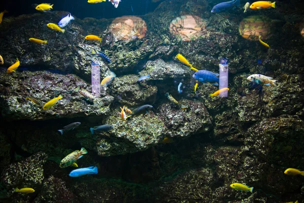 Peces tropicales bajo el agua —  Fotos de Stock