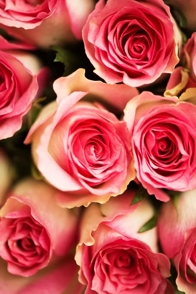 Schöne Rosen im Festkonzept — Stockfoto