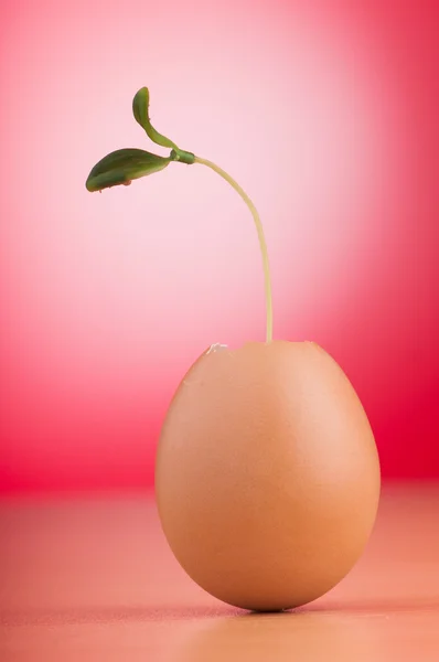 Αυγά με πράσινο σπορόφυτο σε νέα αντίληψη της ζωής — Φωτογραφία Αρχείου