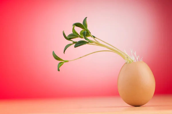 Huevos con plántulas verdes en concepto de nueva vida —  Fotos de Stock