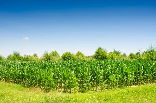 Maisfeld an einem strahlenden Sommertag — Stockfoto