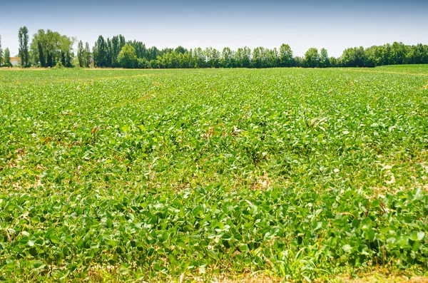 Tomato field on bright summer day — Stock Photo, Image