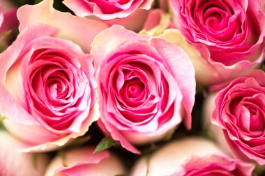 Kutlama konseptinde güzel güller