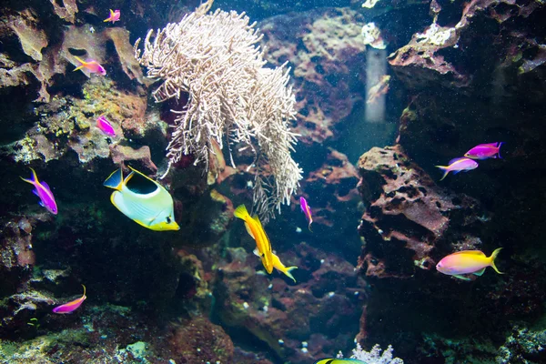 Peixes tropicais sob a água — Fotografia de Stock