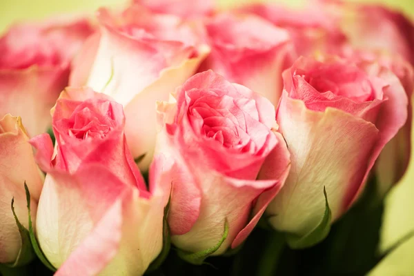 Nice roses in celebration concept — Stock Photo, Image