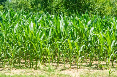 Mısır alan aydınlık yaz gününde