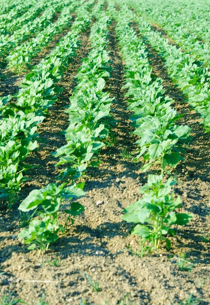 Campo de tomate en brillante día de verano —  Fotos de Stock