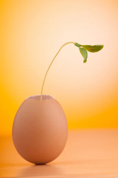 Eieren met groene zaailing in nieuw leven concept — Stockfoto