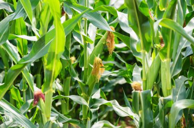 parlak summe gün sahada Mısır