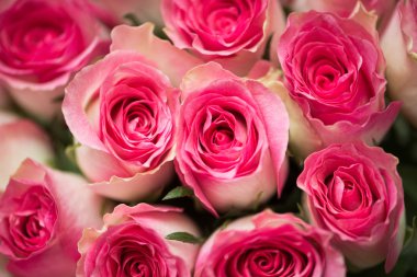 Kutlama konseptinde güzel güller