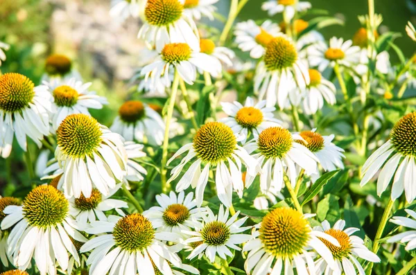 Camomilles fleurs dans la nature concept — Photo