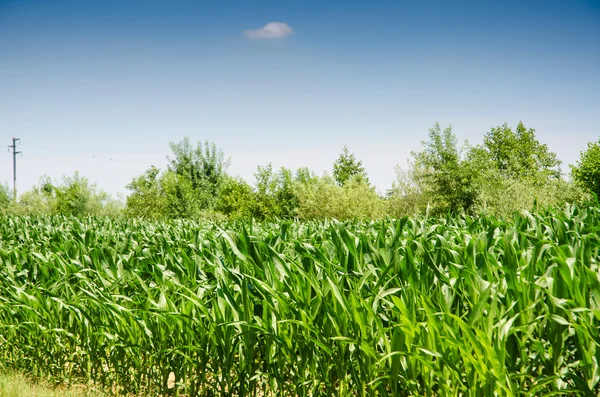 Maisfeld an einem strahlenden Sommertag — Stockfoto