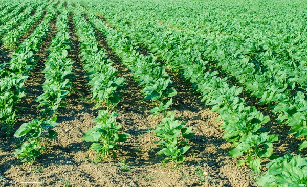 Campo de tomate en brillante día de verano —  Fotos de Stock