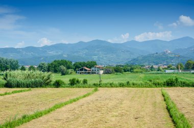domates alan aydınlık yaz gününde