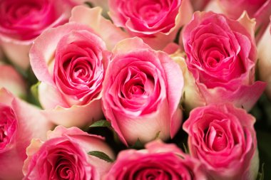 Kutlama konseptinde güzel güller