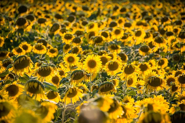 Campo de girassol durante o dia de verão brilhante — Fotografia de Stock