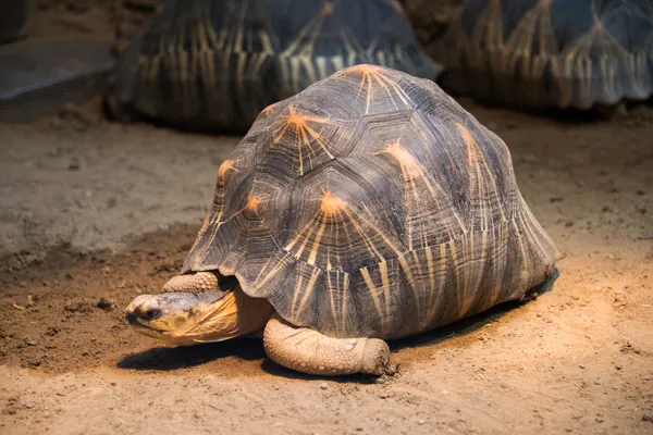 Tortuga caminando lentamente a través del campo — Foto de Stock