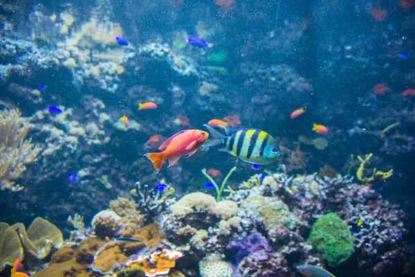 Peixes tropicais sob a água — Fotografia de Stock