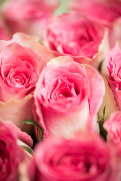 Belas rosas no conceito de celebração — Fotografia de Stock