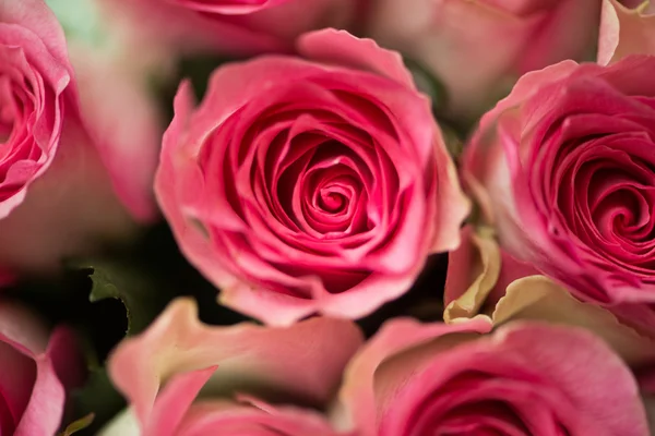 Nice roses in celebration concept — Stock Photo, Image