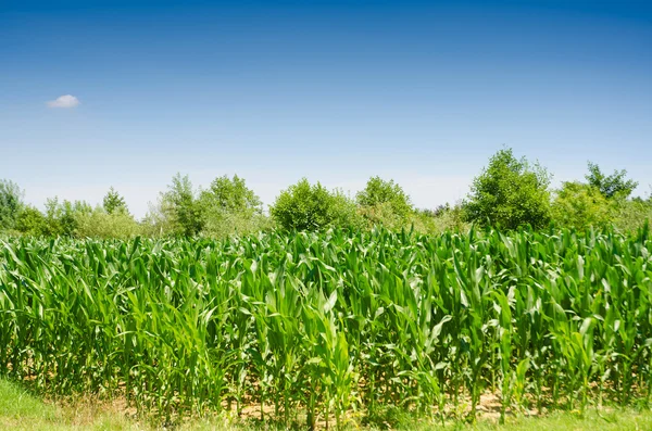 Maisfeld an einem strahlenden Sommertag — Stockfoto