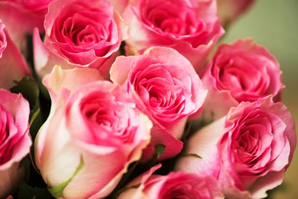 Nice roses in celebration concept Stock Image