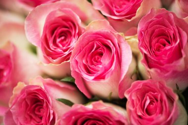 Kutlama konseptinde güzel güller