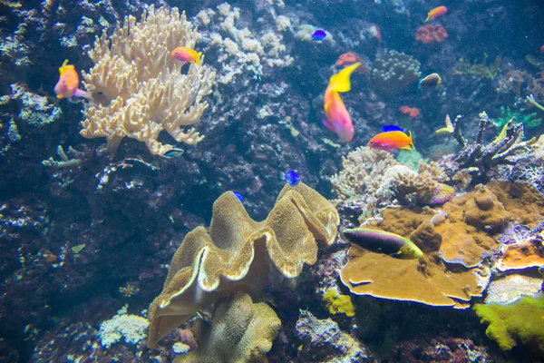 Peixes tropicais sob a água — Fotografia de Stock