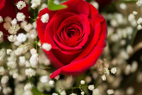 Belas rosas no conceito de celebração — Fotografia de Stock