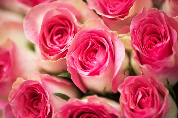 Belas rosas no conceito de celebração — Fotografia de Stock