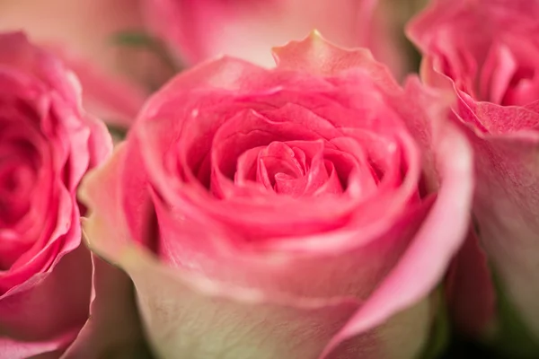 Bonitas rosas en concepto de celebración —  Fotos de Stock