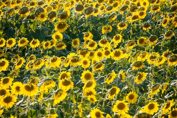 Campo de girassol durante o dia de verão brilhante — Fotografia de Stock