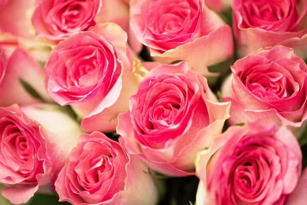 Bonitas rosas en concepto de celebración — Foto de Stock