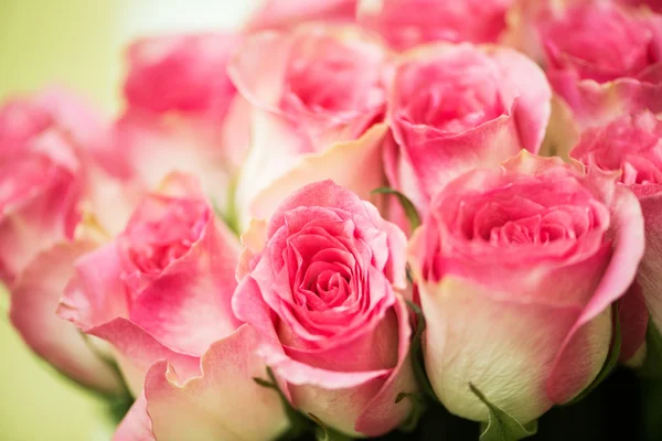 Kutlama konseptinde güzel güller