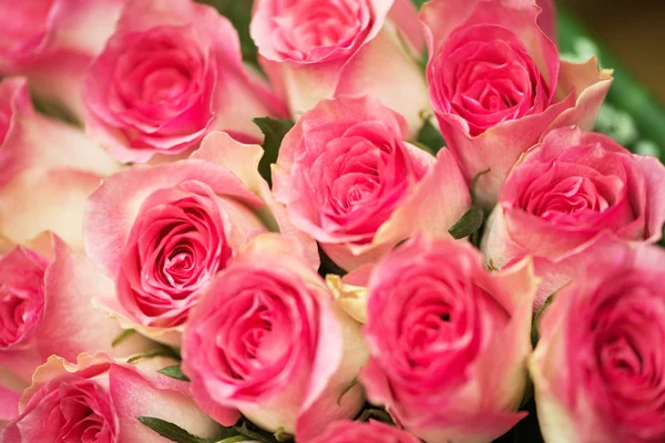 Гарні троянди крупним планом — стокове фото