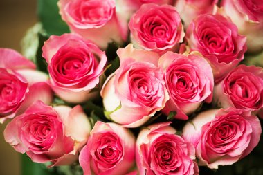 güzel kırmızı gül