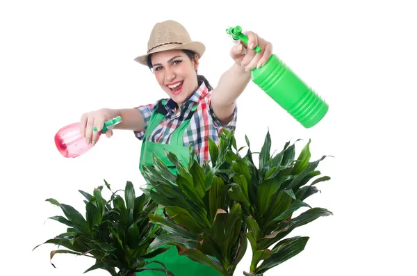 Woman watering plants — Stock Photo, Image