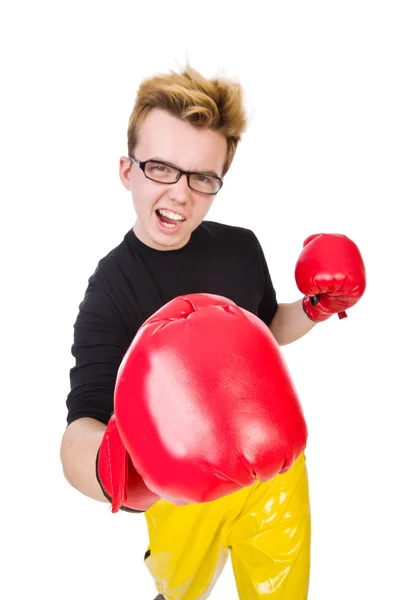 Boxer divertente — Foto Stock