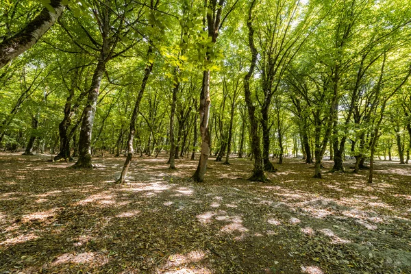 Ліс влітку — стокове фото