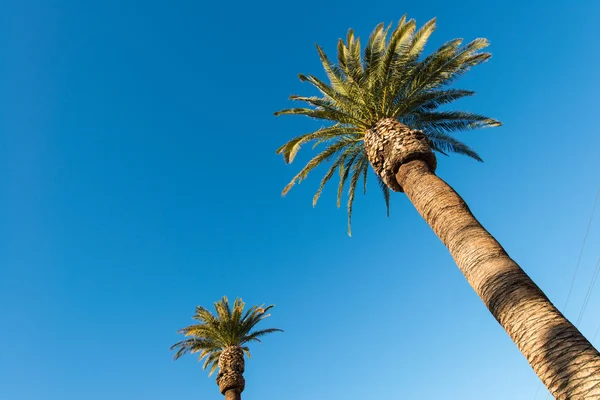Palmen bomen op het strand — Stockfoto