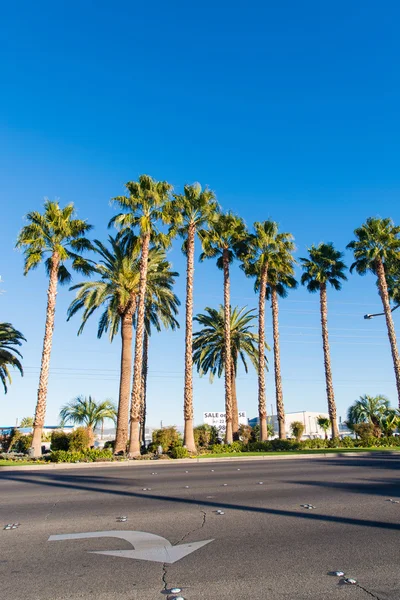 Palms träd på stranden — Stockfoto