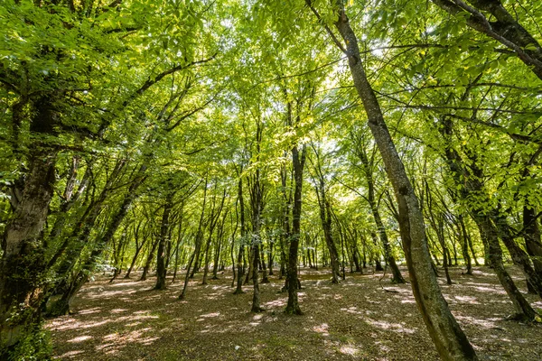 Las na letni dzień — Zdjęcie stockowe
