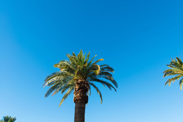 Пальмы на пляже
