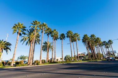 plaj avuç içi ağaçlar