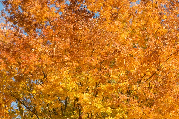 Trees during autumn day — Stock Photo, Image