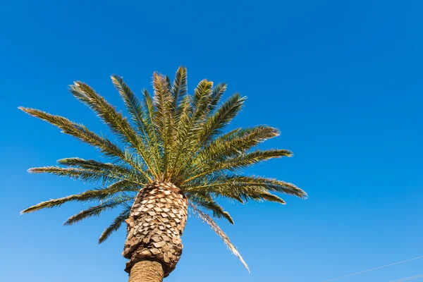 Drzewa palmy na plaży — Zdjęcie stockowe
